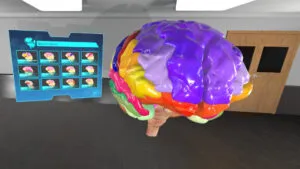 Anatomy VR Brain Module