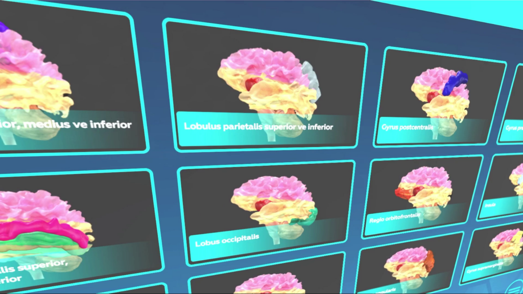 Anatomi VR Beyin Modülü